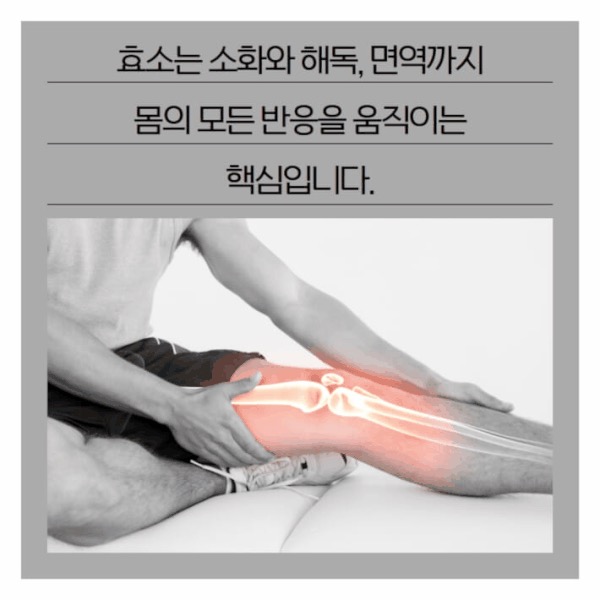 효소가 소화와 해독, 면역까지 몸의 반응을 움직이는 핵심임을 설명하는 기사 이미지